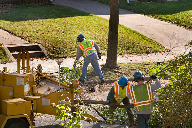 Best Lawn Mowing  in Monrovia, CA