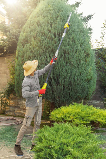 Best Seasonal Cleanup (Spring/Fall)  in Monrovia, CA